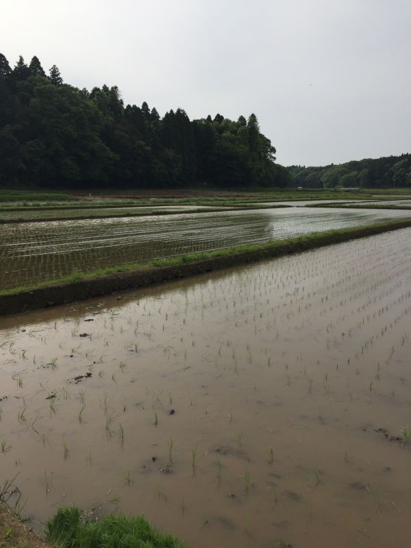 田植え完了