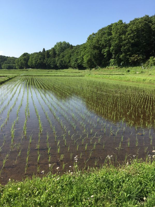 田植え完了