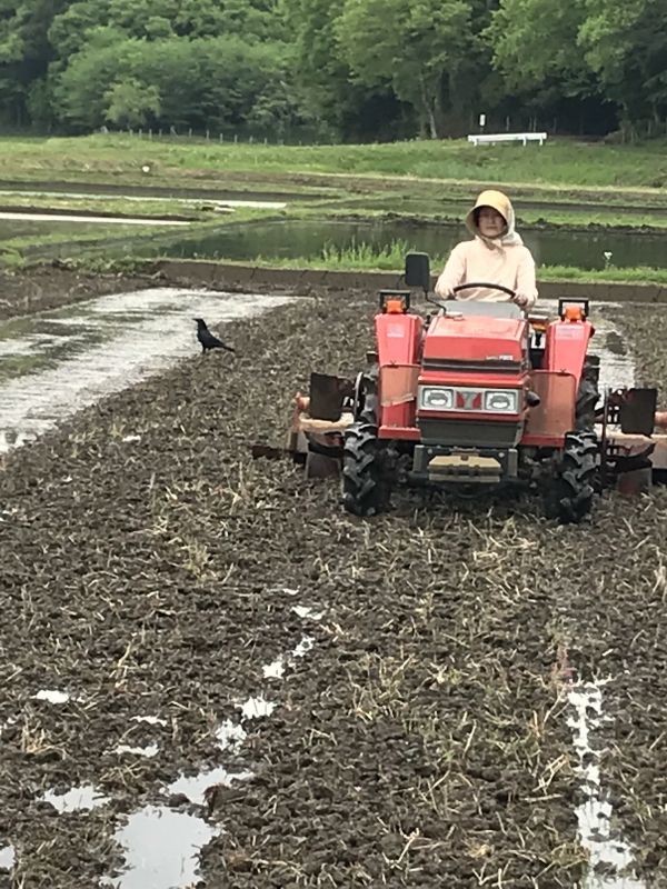 田植え準備