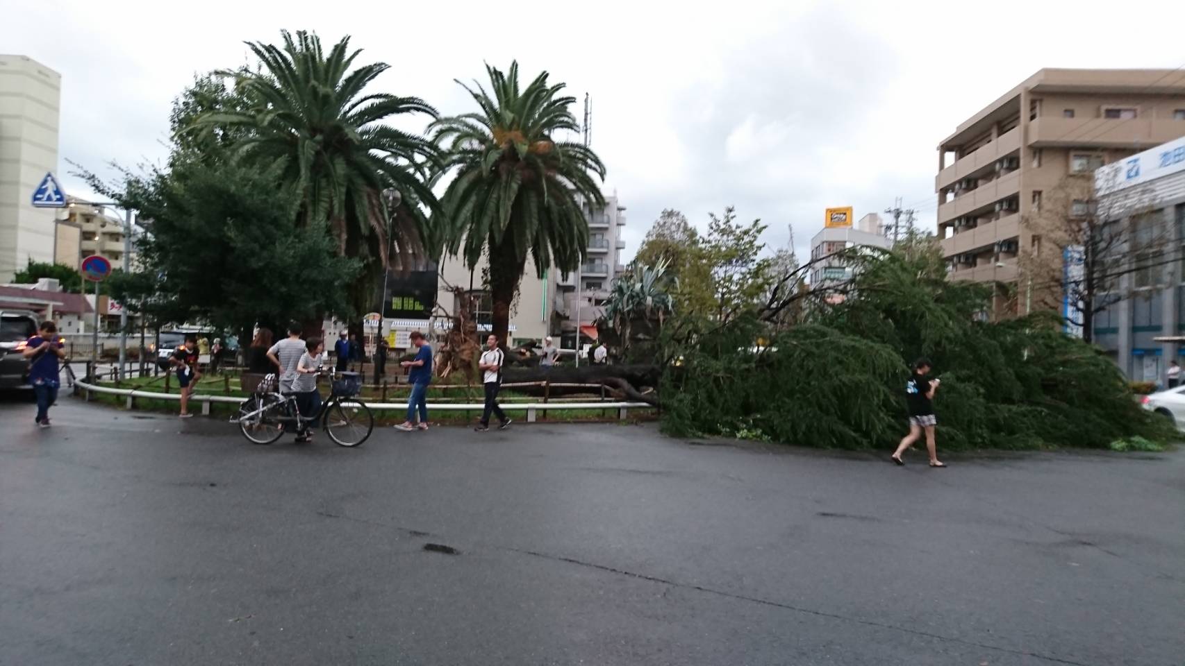 台風の爪あと